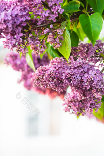 树枝上的紫色小花