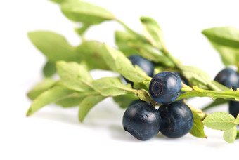 树枝上的蓝莓浆果