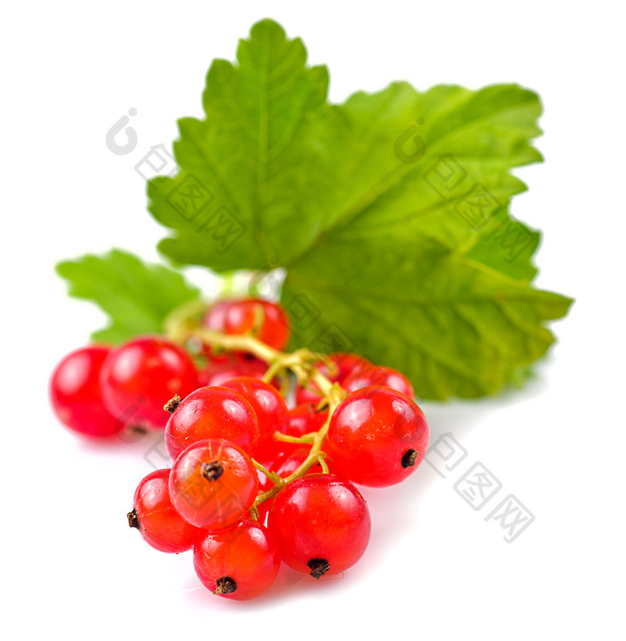 红色浆果和叶子摄影图