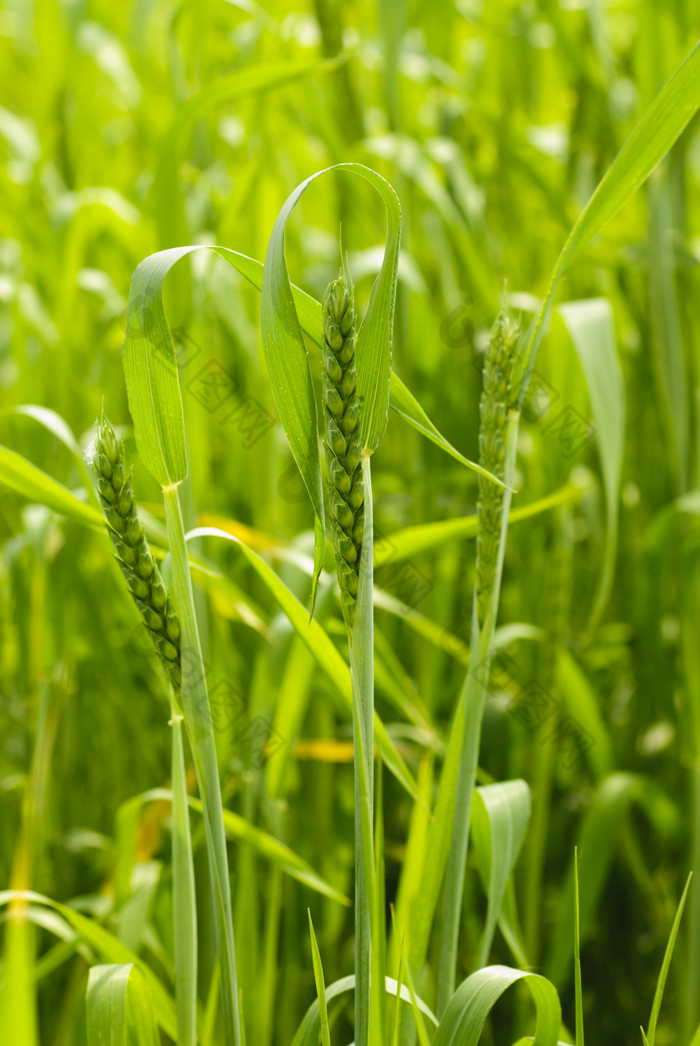 免费下载,本次作品主题是摄影图,使用场景是其它,编号是ing2_59472