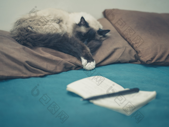 躺在枕头上的猫摄影图