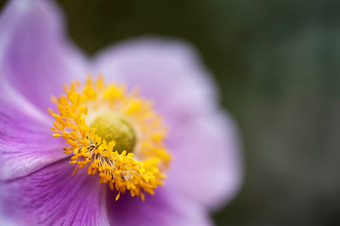简约漂亮的紫花摄影图