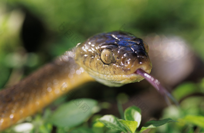 深色调一条蛇摄影图