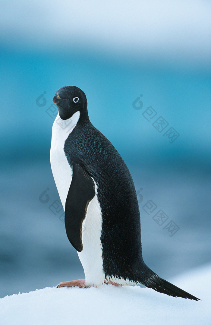 站立的黑色企鹅