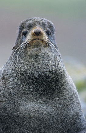 灰色海狮动物