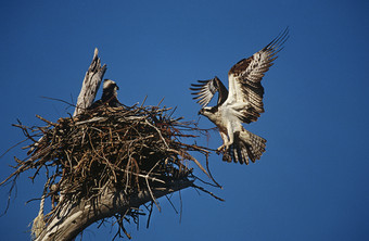 蓝色调回巢的鸟摄影图