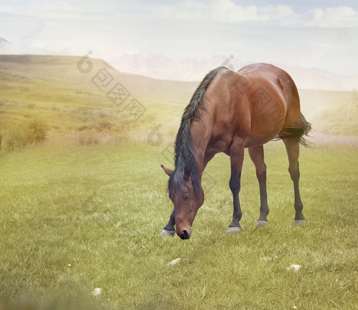 草原吃草的马摄影图