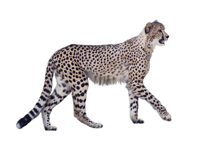 非洲野生动物猎豹
