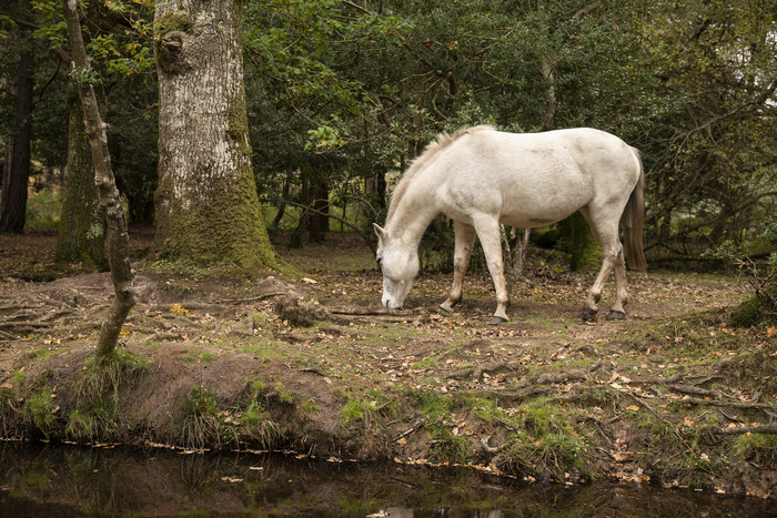 森林里的一匹马摄影图