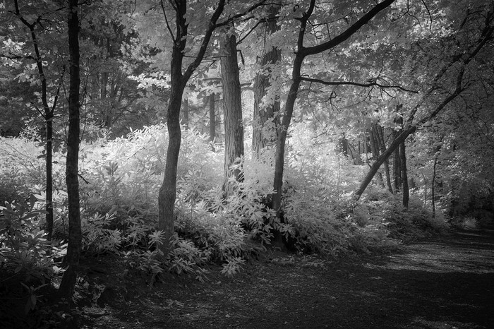 茂密的树林森林摄影图