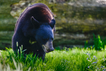 草地里的大黑熊摄影图