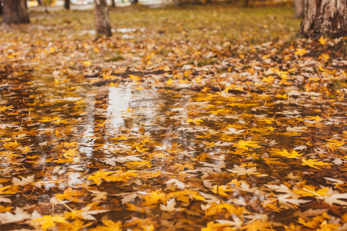 地面上的落叶和积水