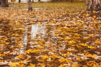 地面上的落叶和积水