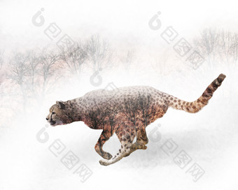 奔跑的猎豹摄影图