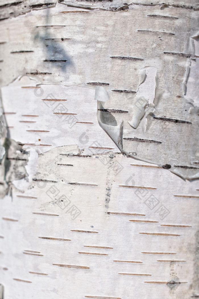 桦木树木树皮摄影图