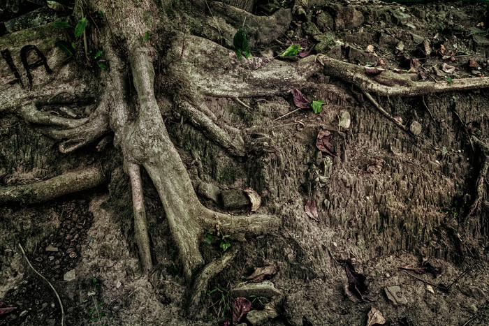 泥土中的树根摄影图