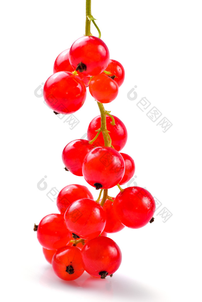 一串红色浆果摄影图