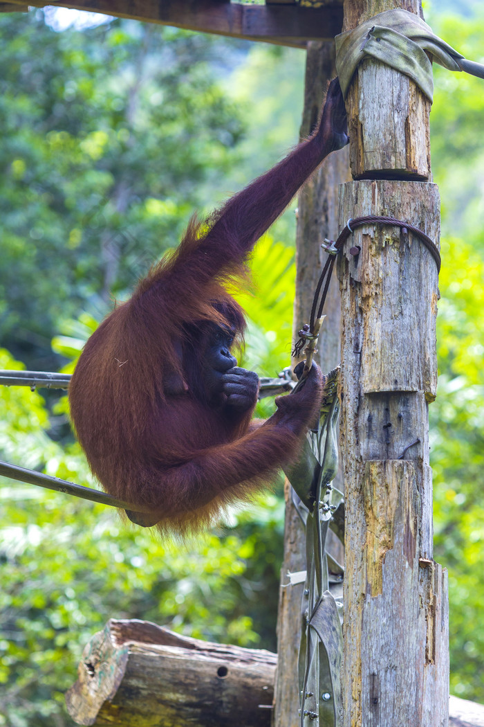 爬树的红毛猩猩摄影图