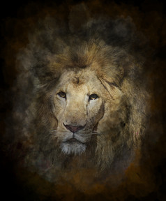 暗色调一头狮子摄影图