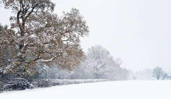 简约雪地中的树摄影图