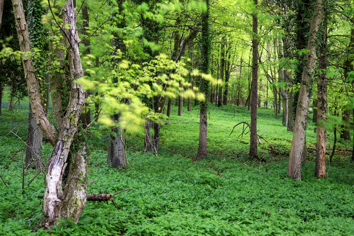 绿色调美丽的树林摄影图