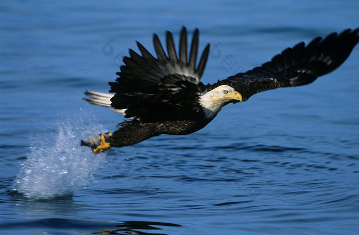 蓝色调水面的鹰摄影图