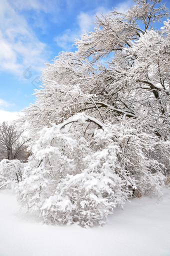清新风冬天的树摄影图