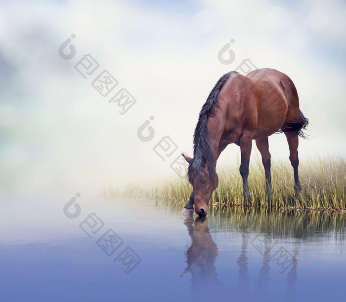 喝水的马匹摄影图