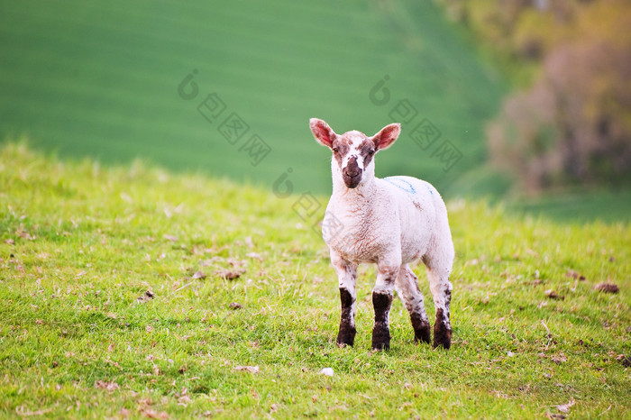 草原上的绵羊摄影图