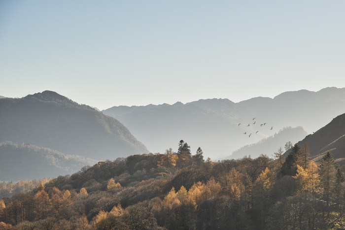 黄色树林和大山摄影图