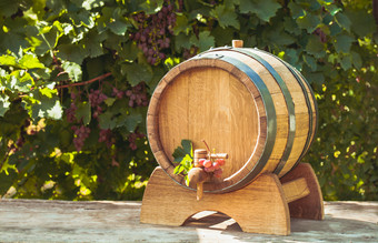 酒桶和葡萄架摄影图