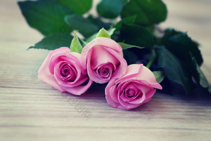 粉色玫瑰花花枝植物