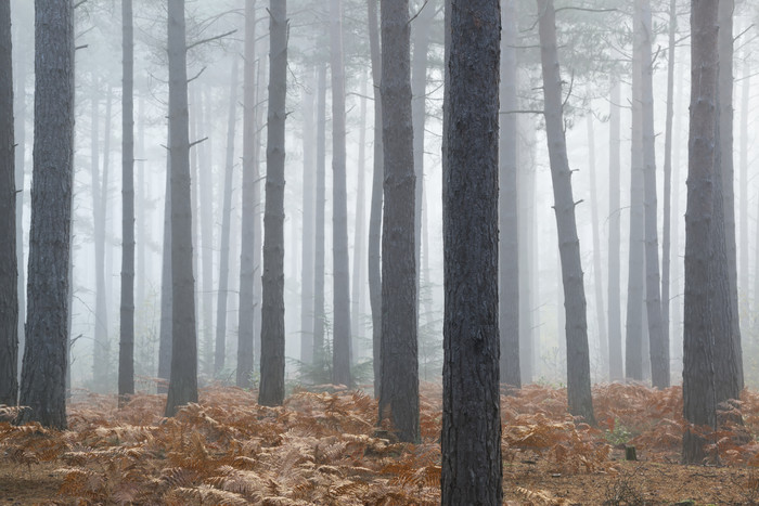 秋季多雾的松树林