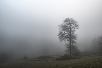 雾霾中的<strong>树木</strong>摄影图