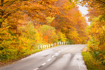 <strong>秋季</strong>植物道路摄影图