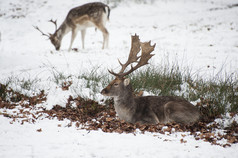 深色调在雪地中的鹿摄影图