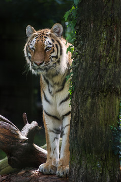深色调丛林中的大老虎摄影图