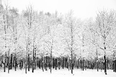 灰色调大片树林摄影图