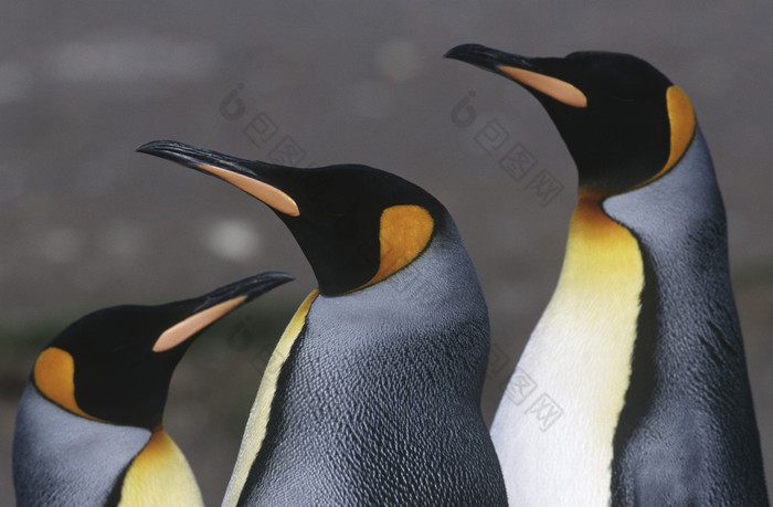 南极的企鹅摄影图