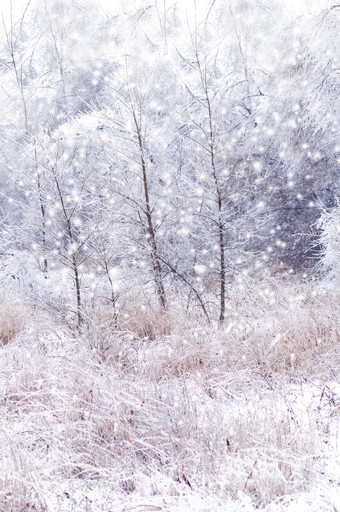 暗色调雪中的树林摄影图