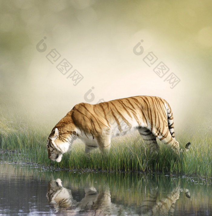 河边喝水的老虎摄影图