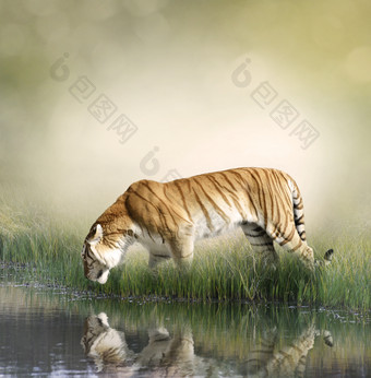 河边喝水的老虎<strong>摄影图</strong>