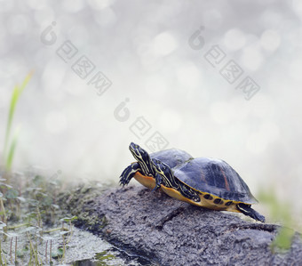 石头上的乌龟摄影图