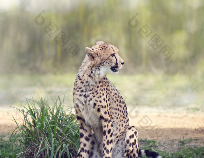 野生动物猎豹摄影图