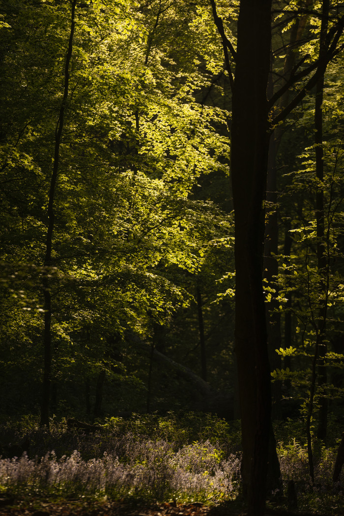 茂密的原始森林树林摄影图