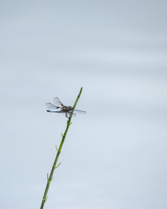 一只落在小草上的蜻蜓