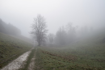起雾的草地树木摄影图
