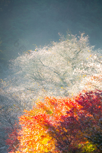 暗色调秋天多色的树摄影图