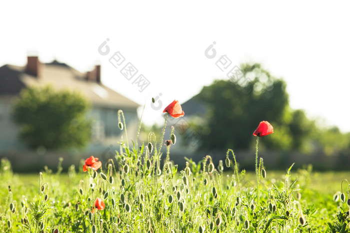 草地上的红花花枝