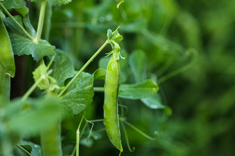绿色蔬菜豌豆荚摄影图